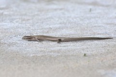 Ablepharus deserti