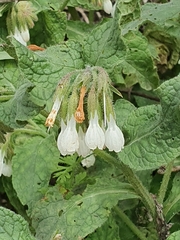 Podonosma orientalis