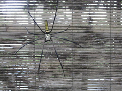 Nephila pilipes