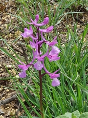 Orchis anatolica