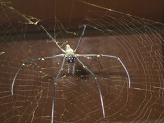 Nephila pilipes