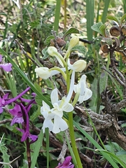 Orchis anatolica