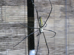 Nephila pilipes