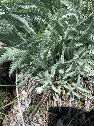 Achillea clypeolata, photograph 2