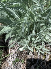 Achillea clypeolata, photograph (c) Skjold Søndergaard, some rights reserved (CC BY)