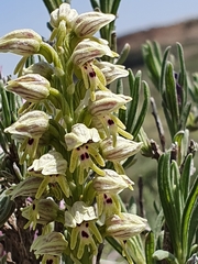 Orchis galilaea