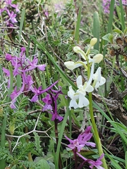 Orchis anatolica