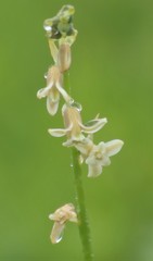 Dipcadi ursulae