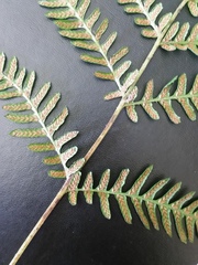 Deparia petersenii congrua