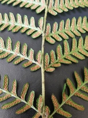 Deparia petersenii congrua