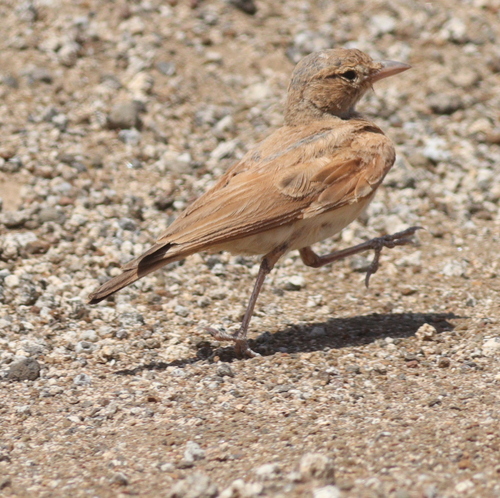 Terrera colinegra (Ammomanes cinctura)