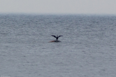 Phalacrocorax carbo