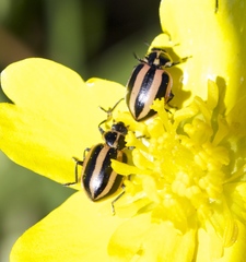 Paranaemia vittigera