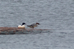 Mergus merganser
