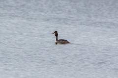 Podiceps cristatus