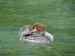 Mergus merganser