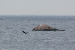 Phalacrocorax carbo