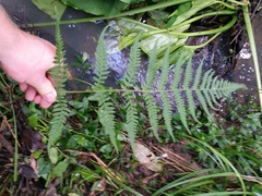 Deparia petersenii congrua