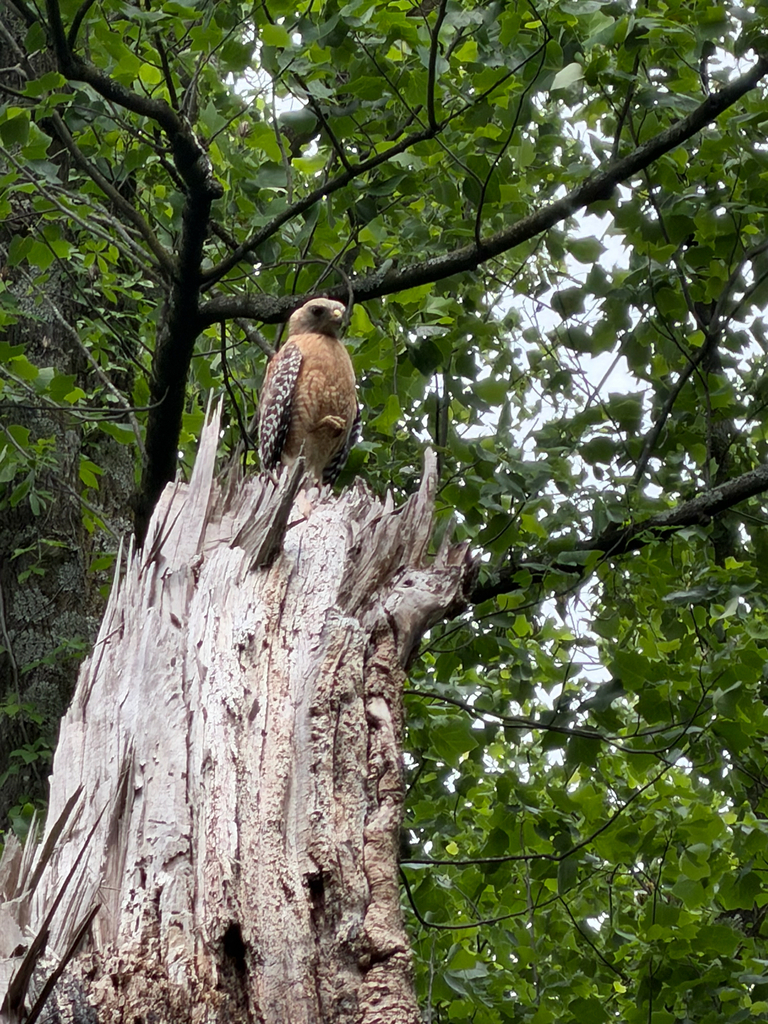 Red-shouldered Hawk