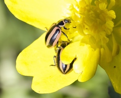 Paranaemia vittigera