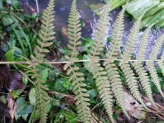 Deparia petersenii congrua