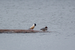 Mergus merganser