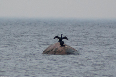 Phalacrocorax carbo