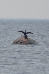 Phalacrocorax carbo