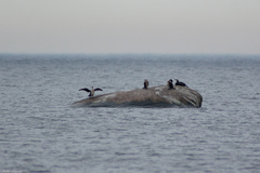 Phalacrocorax carbo