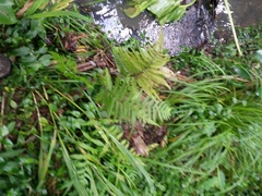 Deparia petersenii congrua