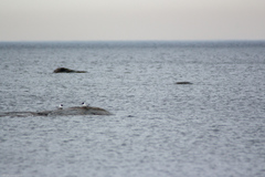 Chroicocephalus ridibundus