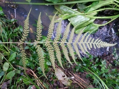 Deparia petersenii congrua