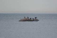Phalacrocorax carbo