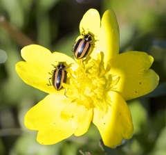 Paranaemia vittigera