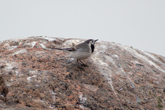 Motacilla alba