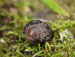 Victaphanta compacta