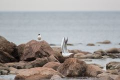 Chroicocephalus ridibundus