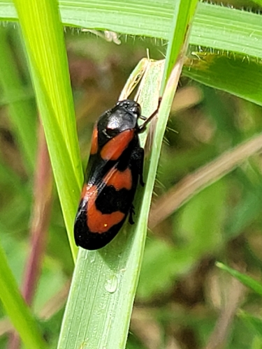 Common Froghopper, 1398 PN Muiden, Nederland, photo 8 of 10