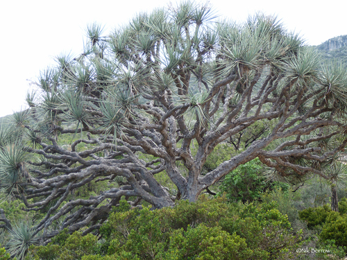 Dracaena ombet schizantha