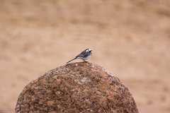 Motacilla alba