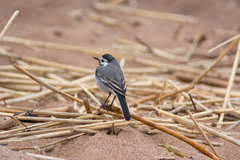 Motacilla alba