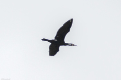 Phalacrocorax carbo
