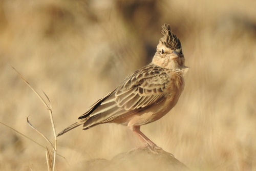 Sykes's Lark (Galerida deva)