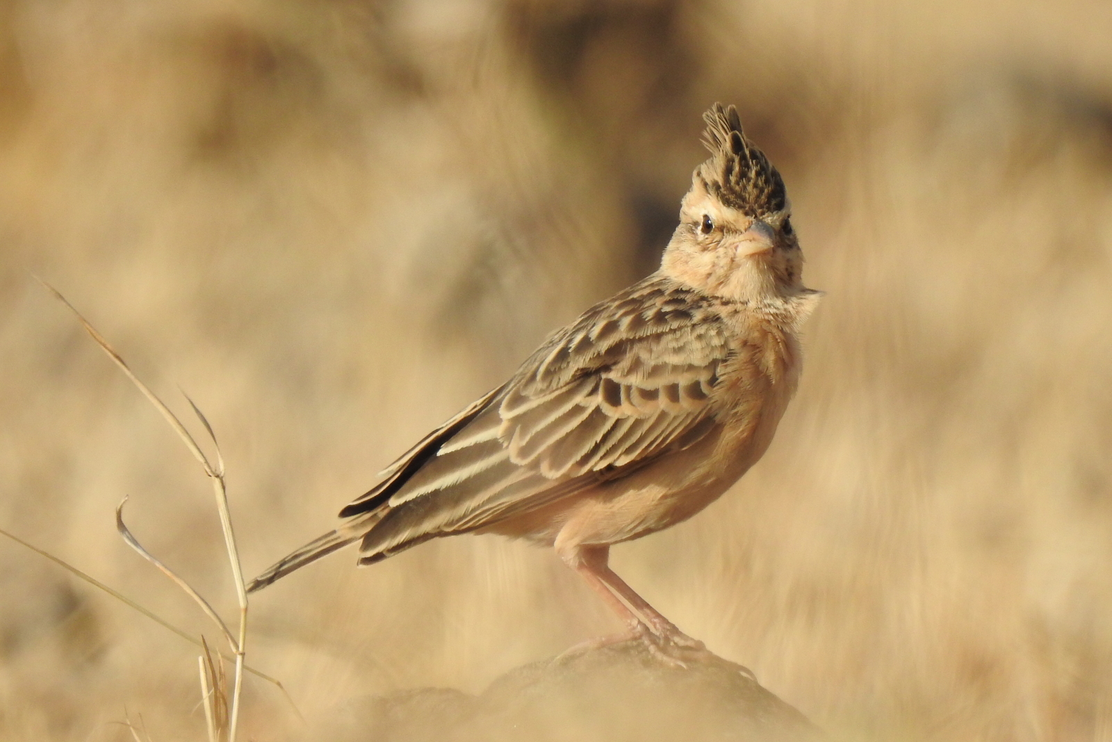 Sykes's Lark (Galerida deva), photo 1