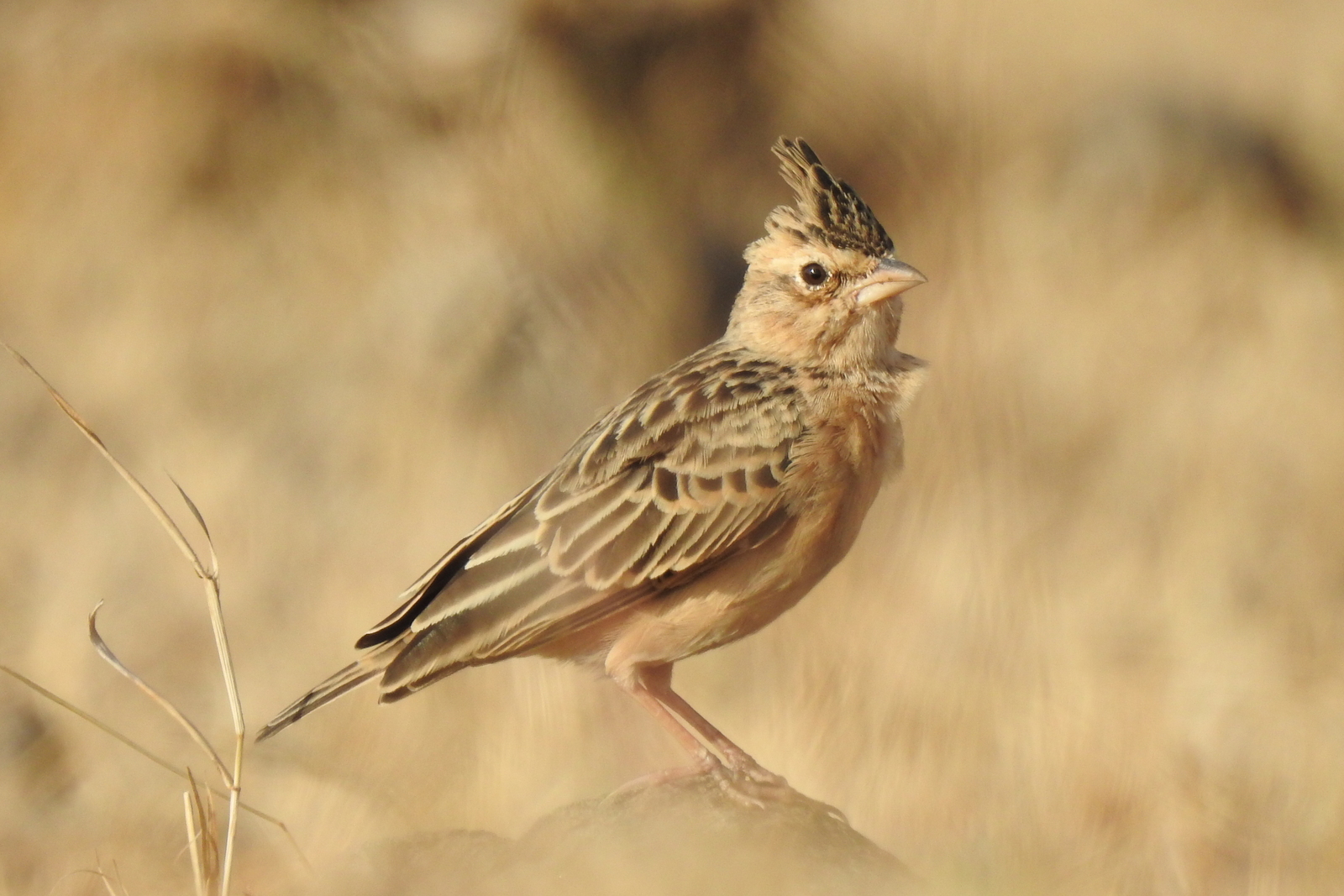 Sykes's Lark (Galerida deva), photo 2