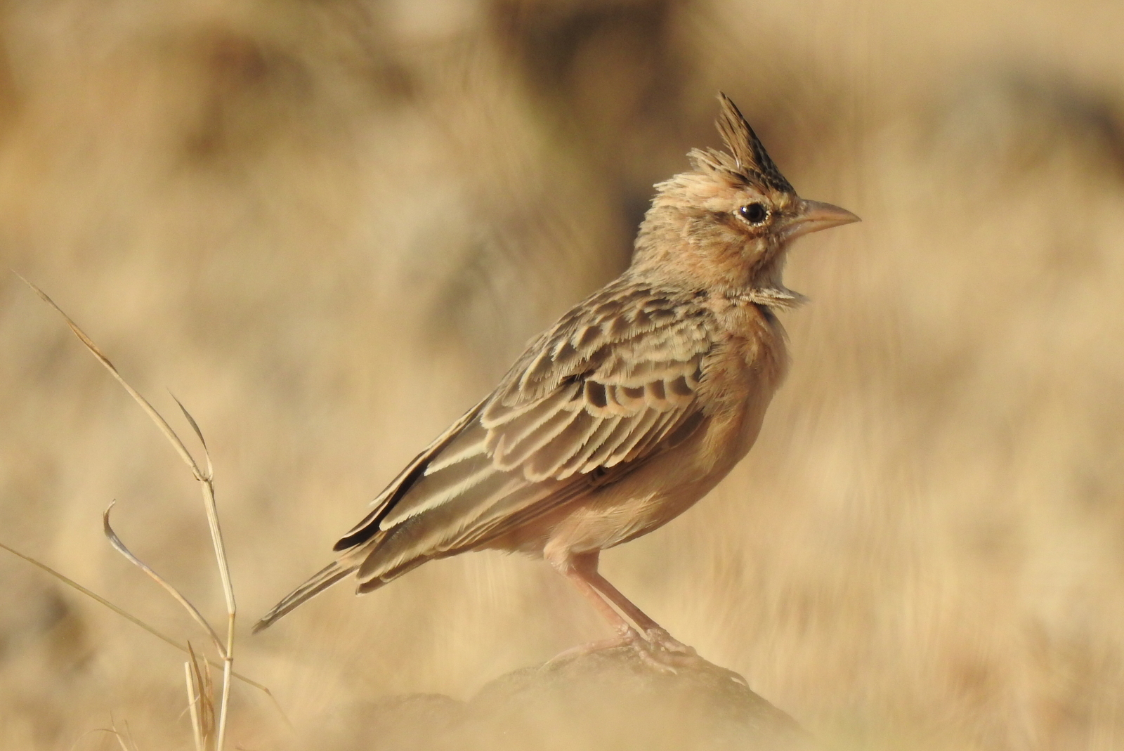 Sykes's Lark (Galerida deva), photo 9