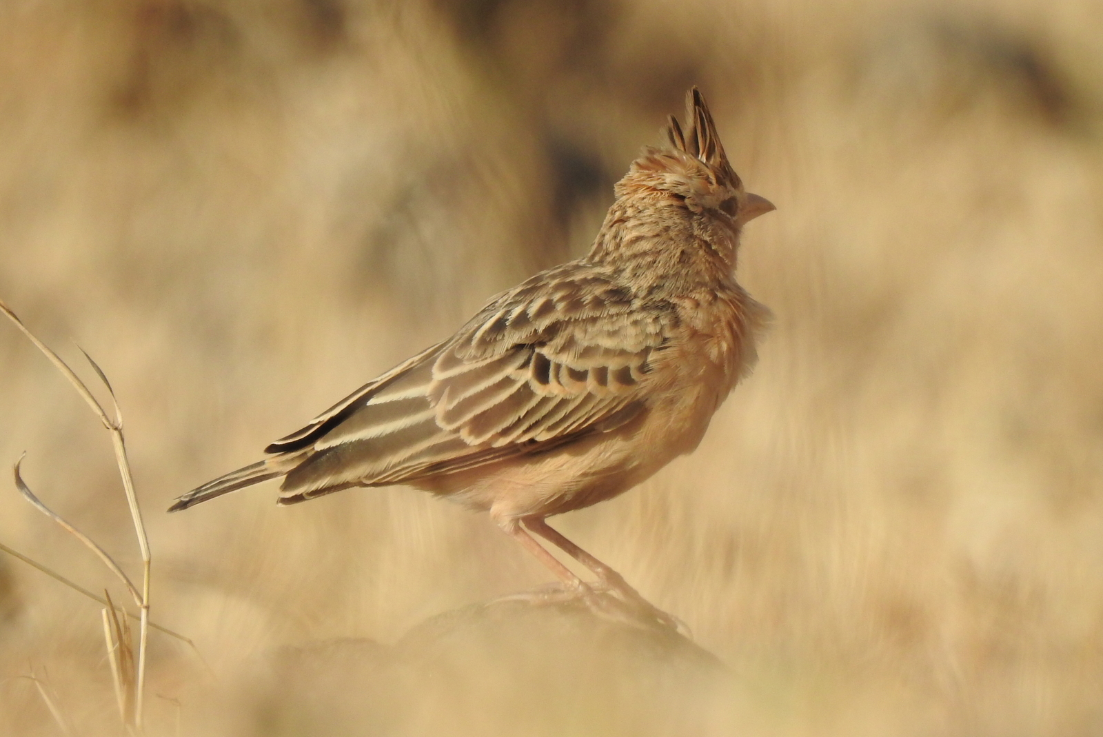 Sykes's Lark (Galerida deva), photo 10