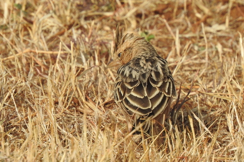 Sykes's Lark (Galerida deva), photo 10