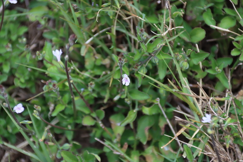 Priva cordifolia observed 2026-04-24