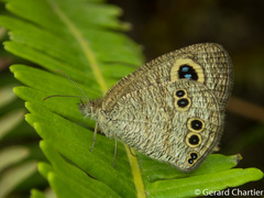 Ypthima baldus baldus